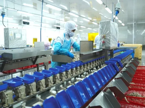 Nhiều doanh nghiệp thuỷ sản chủ động dừng xuất khẩu sang Mỹ