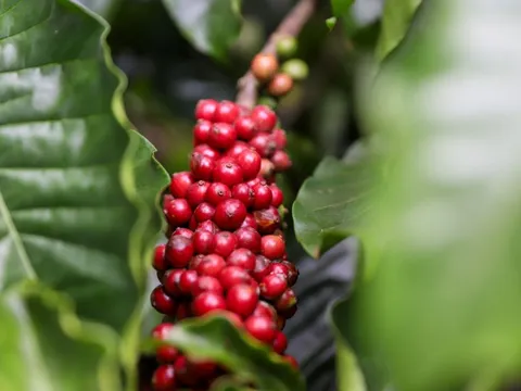 Giá nông sản ngày 9/7/2025: Cà phê và hồ tiêu đảo chiều lao dốc
