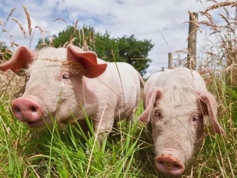 Giá heo hơi ngày 10/7/2025: Ổn định trên cả nước
