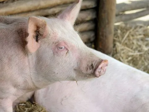 Giá heo hơi ngày 11/7/2025: Giảm rải rác tại một số tỉnh
