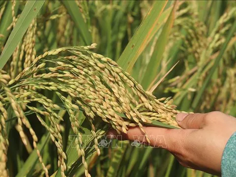 Các nhà khoa học Liên bang Nga tìm ra phương pháp mới tạo giống lúa năng suất cao
