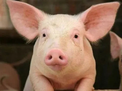 Giá heo hơi ngày 17/7/2025: Giảm nhẹ trên cả nước