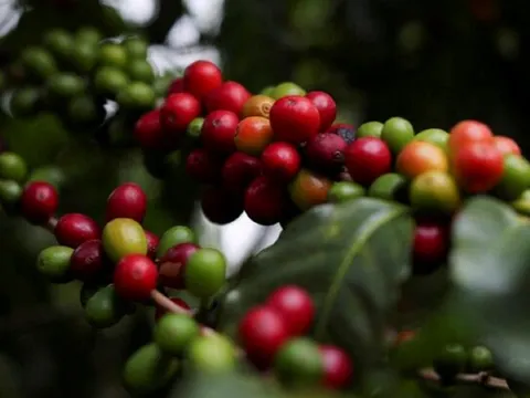 Giá nông sản ngày 21/7/2025: Cà phê, hồ tiêu ổn định