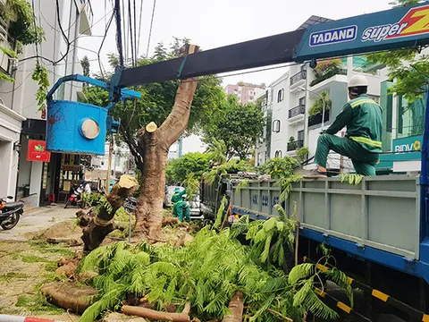 Đà Nẵng yêu cầu không cắt trụi tán cây đô thị
