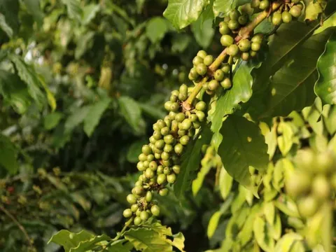 Giá nông sản ngày 25/7/2025: Cà phê duy trì xu hướng tăng, hồ tiêu ổn định