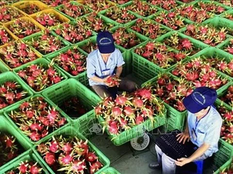 Thủ tướng chỉ đạo gỡ vướng cho thanh long, hồ tiêu xuất khẩu
