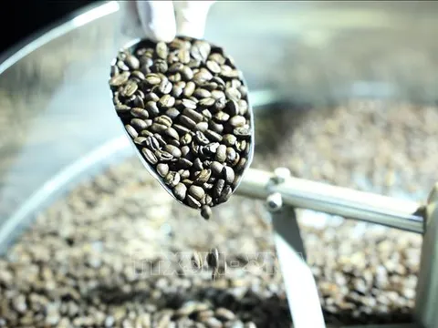 Cà phê Việt trước thách thức từ quy định chống mất rừng của EU
