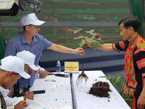 Tiếp tục khẳng định và tôn vinh giá trị đặc biệt của quốc bảo sâm Ngọc Linh