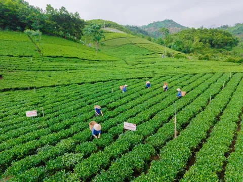 Ngành chè Thái Nguyên hướng tới mục tiêu tỷ USD
