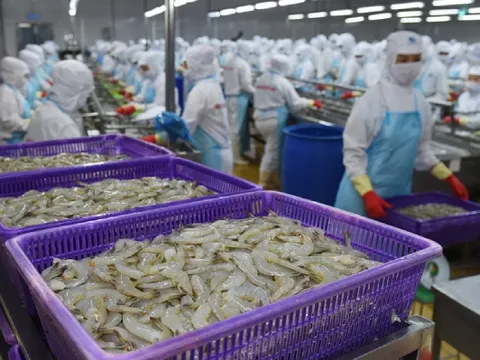 Thuế quan Mỹ tạo biến động, doanh nghiệp tôm Việt "xoay trục" chiến lược