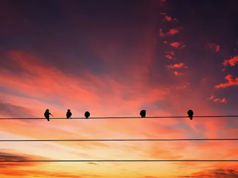 Vì sao chim đậu trên dây điện không bị giật?