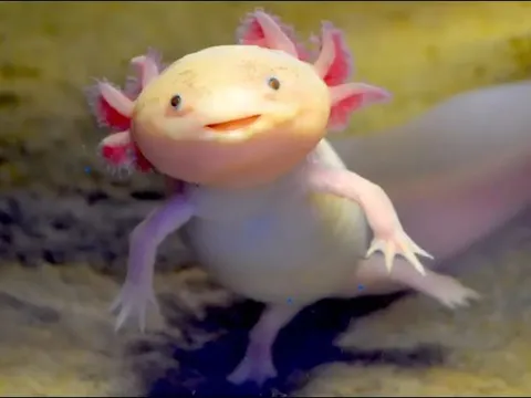 Top 10 loài động vật kỳ thú khiến bạn phải trầm trồ