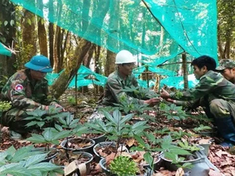 Sâm Ngọc Linh vươn tầm giá trị toàn cầu