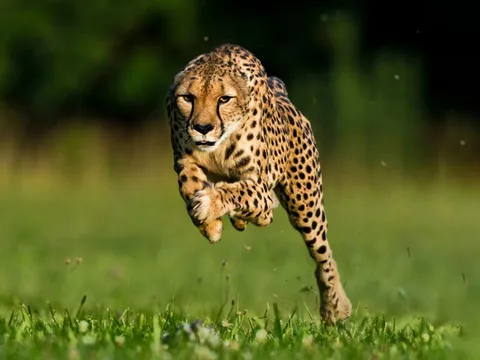 Những yếu tố giúp báo săn trở thành ‘vua tốc độ'