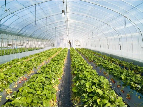 Lâm Đồng: 'Xanh hóa' nông nghiệp từ tư duy đến hành động