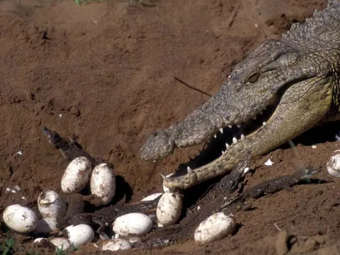 Thời gian ấp trứng của cá sấu sông Nile bao nhiêu ngày?