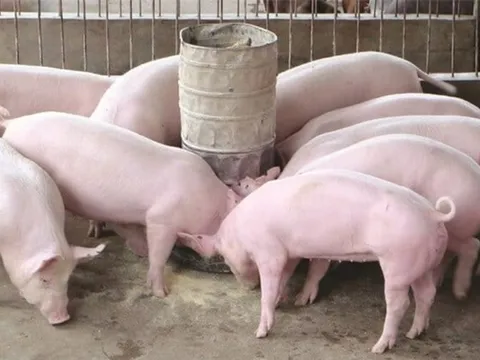 Giá heo hơi ngày 8/9/2025: Khởi sắc trên cả ba miền