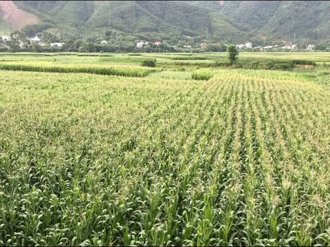 Lâm Đồng đẩy mạnh chuyển đổi cây trồng vụ hè thu