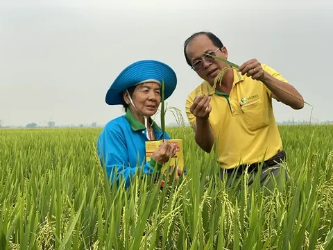 Thương nhân xuất khẩu gạo gặp khó