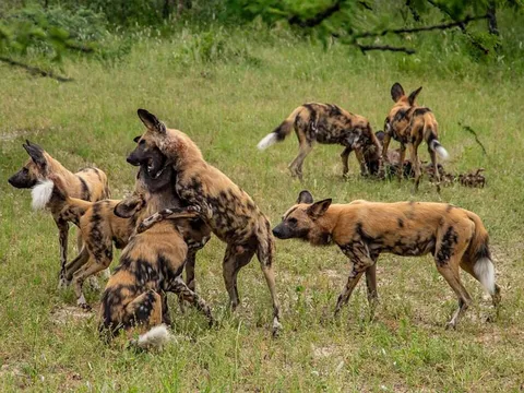 Tập tính săn mồi độc đáo của chó hoang châu Phi