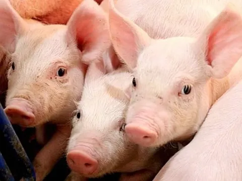 Giá heo hơi ngày 10/9/2025: Tiếp tục tăng ở cả ba miền