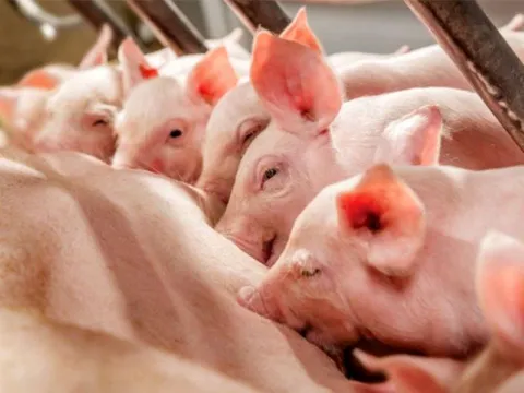 Giá heo hơi ngày 11/9/2025: Đi ngang tại nhiều tỉnh thành