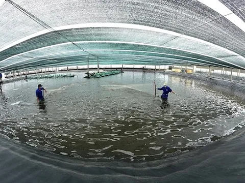 Cà Mau dốc sức trở thành hình mẫu quốc gia về tôm sạch