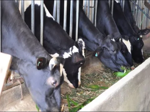 Lâm Đồng: Hướng tới phát triển ngành bò sữa hiệu quả, bền vững