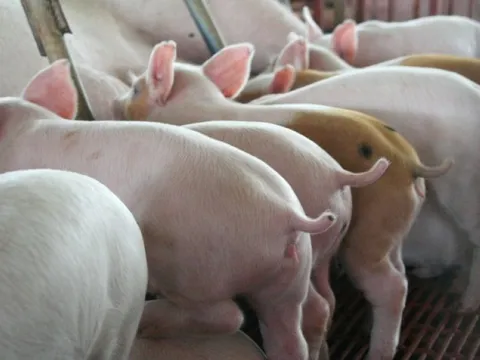 Giá heo hơi ngày 13/9/2025: Đi lên ở cả ba miền