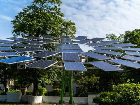 'Cây điện mặt trời' giúp bảo tồn 99% diện tích rừng so với trang trại năng lượng truyền thống