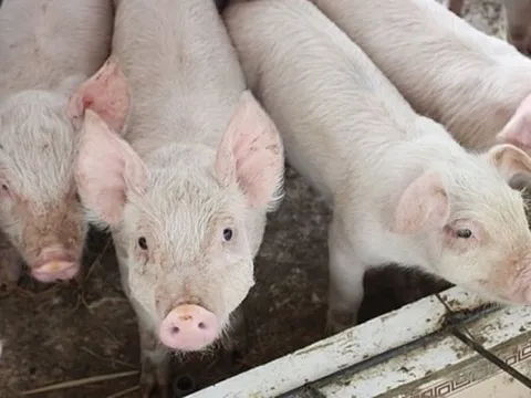 Giá heo hơi ngày 15/9/2025: Thị trường cả nước giữ mức đi ngang