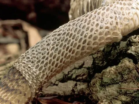 Vì sao rắn phải lột da nhiều lần trong đời?