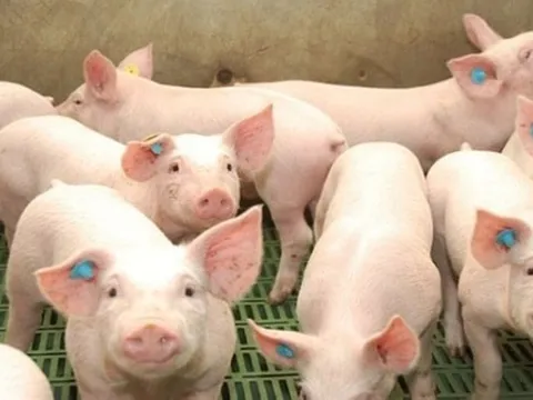 Giá heo hơi ngày 22/9/2025: Xu hướng giảm vẫn tiếp diễn