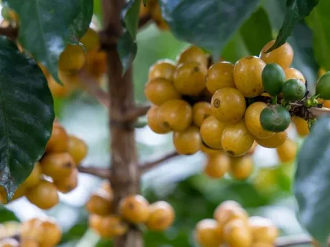 Giá nông sản ngày 24/9/2025: Cà phê tăng vọt từ 2.000 đến 2.500 đồng/kg