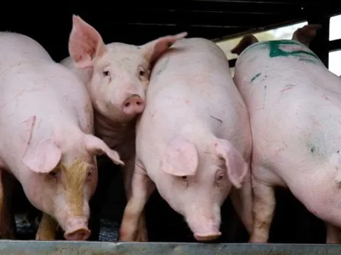 Giá heo hơi ngày 24/9/2025: Miền Bắc và miền Trung tiếp tục giảm