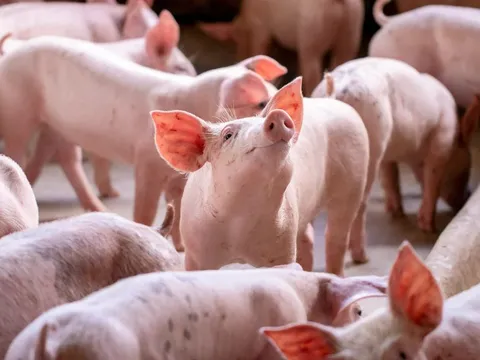 Giá heo hơi 25/9/2025: Miền Trung và miền Nam đồng loạt giảm 2.000 đồng/kg