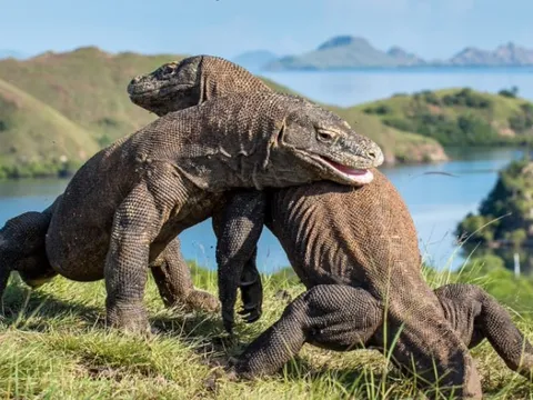 Top 10 sự thật thú vị về loài thằn lằn lớn nhất hành tinh