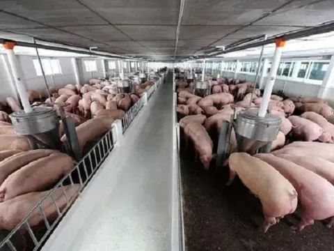 Giá heo hơi ngày 26/9/2025: Miền Trung và miền Nam duy trì đà giảm