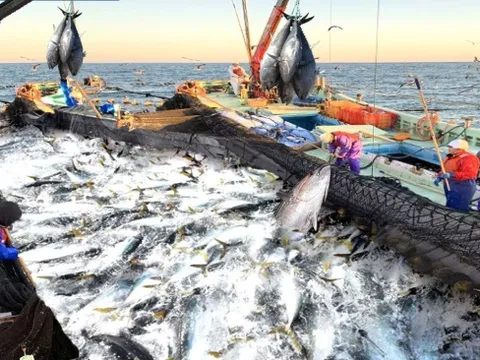 Xuất khẩu cá ngừ Việt Nam gặp thêm 'sóng gió' mới