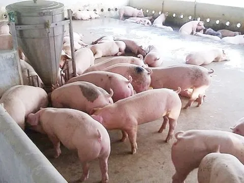 Giá heo hơi ngày 2/10/2025: Miền Trung và miền Nam giảm nhẹ