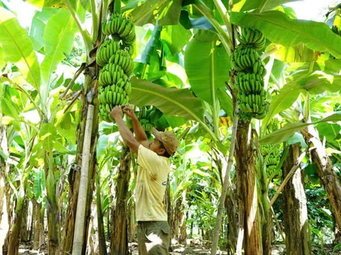 Quảng Trị có 12 vùng trồng được cấp mã số xuất khẩu