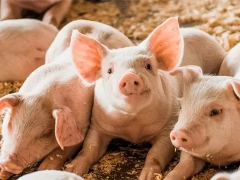 Giá heo hơi ngày 6/10/2025: Giảm nhẹ tại miền bắc