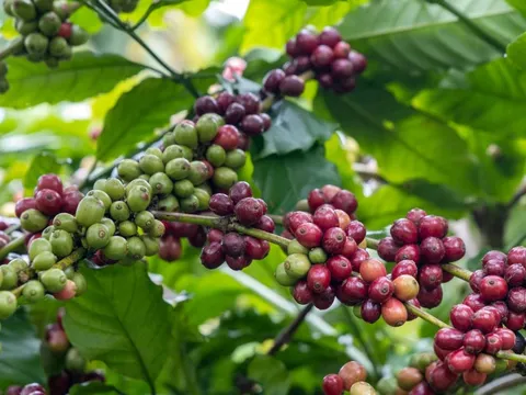 Giá nông sản ngày 6/10/2025: Cà phê và hồ tiêu đồng loạt đi ngang