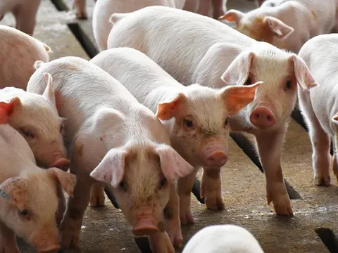 Giá heo hơi ngày 7/10/2025: Đà giảm lan rộng trên toàn quốc
