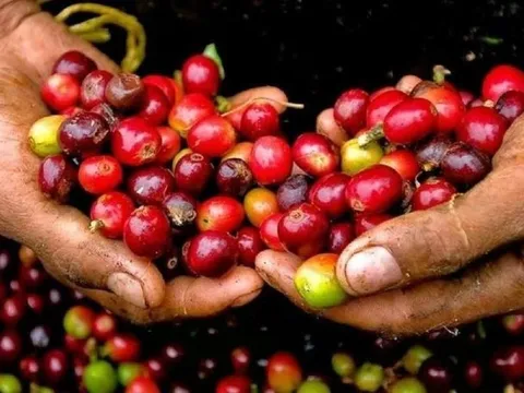 Giá nông sản ngày 8/10/2025: Cà phê lao dốc mạnh, hồ tiêu giữ vững ở mức cao

