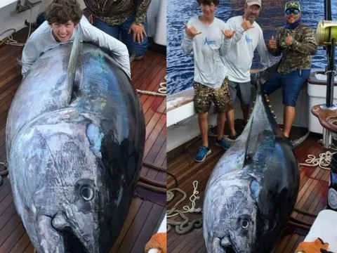 Cậu bé 14 tuổi câu được con cá ngừ nặng 379kg, giá 626 triệu đồng