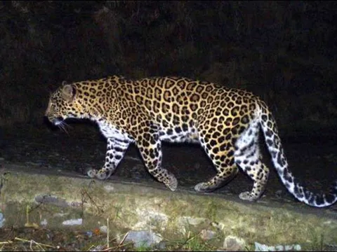 Báo ẩn nấp trong ruộng mía, tấn công bé gái 5 tuổi