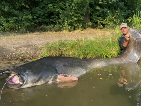 Câu được 'thủy quái' dài 2,72 mét, cần thủ 43 tuổi phá kỷ lục chưa từng có