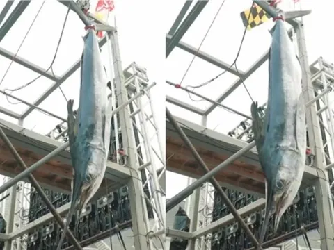 Câu được cá nặng 32,6kg, cần thủ Mỹ ôm giải thưởng 102,6 tỷ đồng