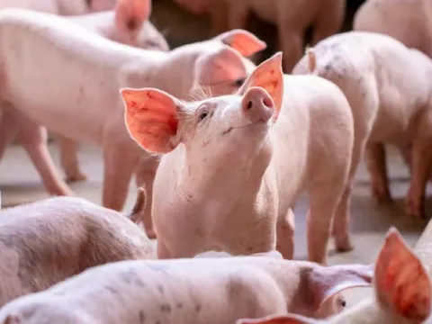 Giá heo hơi ngày 16/10/2025: Nhiều địa phương tiếp đà giảm nhẹ